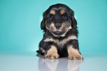 Fototapeta premium A portrait of a cute dog, animals concept