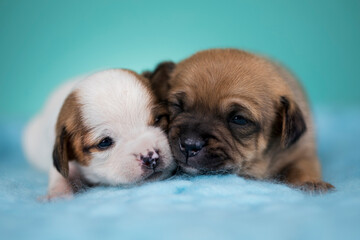 Beautiful happy puppy dogs a metal basket