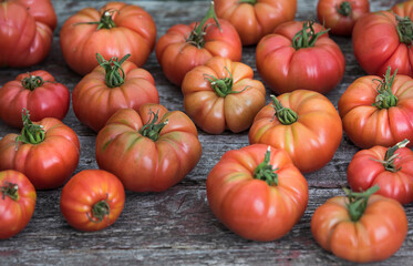 Tomatoes vegetable garden, organic products