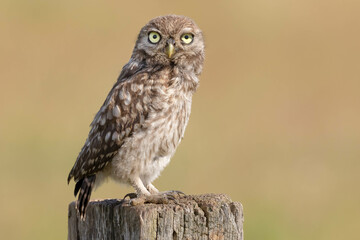 Steinkauz (Athene noctua)