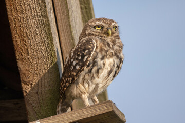 Steinkauz (Athene noctua)