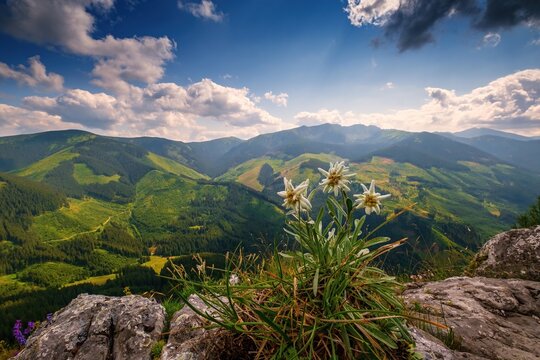 Very rare edelweiss mountain flower. Isolated rare and protected wild flower edelweiss flower (Leontopodium alpinum) growing in natural environment high up in the mountains