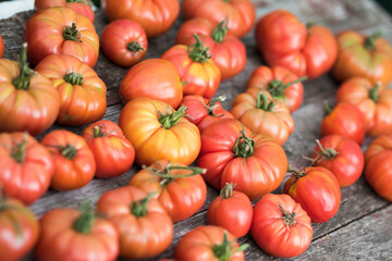 Red Tomatoes in a Greenhouse, organic food