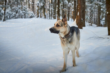 Dog German Shepherd outdoors in the forest in a winter day. Russian guard dog Eastern European Shepherd in nature on the snow and white trees covered snow