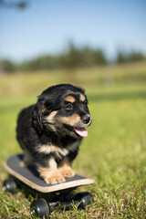 The dog is riding a skateboard on the grass