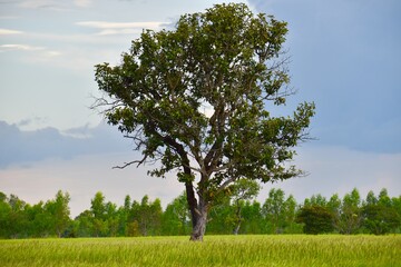 Fototapeta premium Big tree in the field on nature background and sky,,green 
