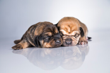Obraz premium A small dogs, sleep on a white background