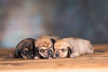 A beautiful little dog on a white background