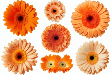 Assorted Orange Gerbera Daisy Flower Heads Isolated On White Background. Generative AI