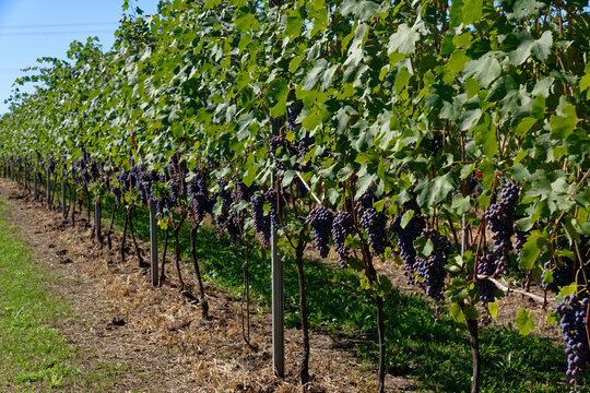Vendemmia di uva nebbiolo in un vigneto di Agli&egrave; in Piemonte. Raccolta dei grappoli di uva per produrre vino nebbiolo, barbaresco e nebbiolo.