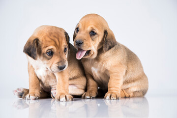 Two dogs  on a white background