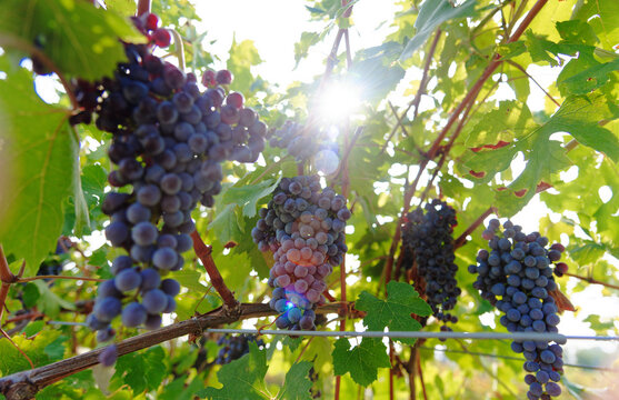 Vendemmia di uva nebbiolo in un vigneto di Agli&egrave; in Piemonte. Raccolta dei grappoli di uva per produrre vino nebbiolo, barbaresco e nebbiolo.