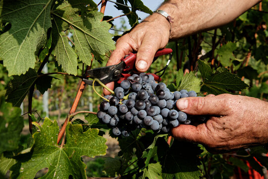 Vendemmia di uva nebbiolo in un vigneto di Agli&egrave; in Piemonte. Raccolta dei grappoli di uva per produrre vino nebbiolo, barbaresco e nebbiolo.