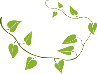 Obraz premium Simplicity ivy freehand drawing
