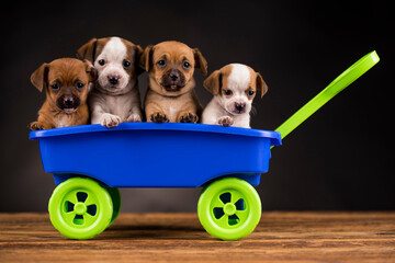 Beautiful little puppies in a toy wagon - obrazy, fototapety, plakaty