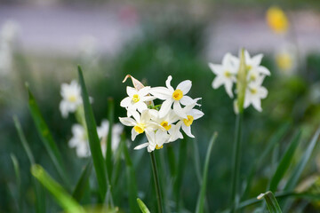 フサザキスイセン