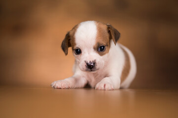 Puppy dog on a wooden background