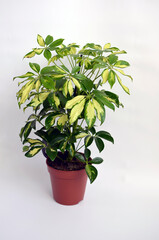 Schefflera plant. Schefflera arboricola.