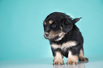 Fototapeta premium A portrait of a cute dog, animals concept