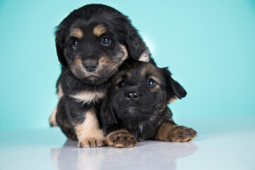 Obraz premium Two dogs puppy animals concept