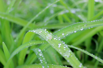 water drops on grass