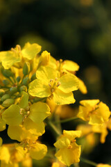 yellow flowers