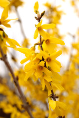 yellow flowers on a tree