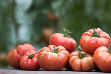 Red Tomatoes in a Greenhouse, organic food