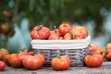 Tomatoes vegetable garden, organic products