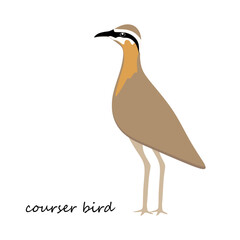 Courser bird illustration in flat style. Courser bird isolated on white background, Animal vector illustration