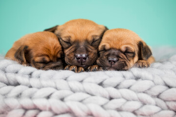 Pet, dog puppy, sleeps on a blanket