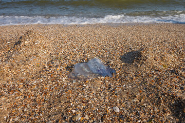 Jellyfish thrown on the sandy shore. Small depth of field