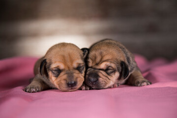 Cute puppy dog sleeping, animals concept