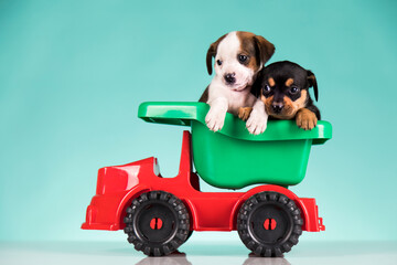 A small dog in an off-road car
