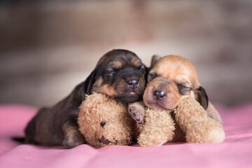 Little puppy sleeps with a teddy bear