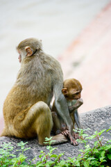 mona abrazando a su hijo subidos en un muro y vigilando 