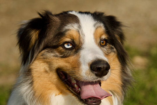 Face of a 2 differently colored eyes australian shepherd dog looking away in the morning light.
