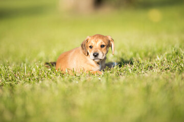 Naklejka na ściany i meble A small dog on the grass background