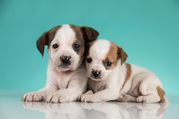 Two little dogs, puppy, animals concept