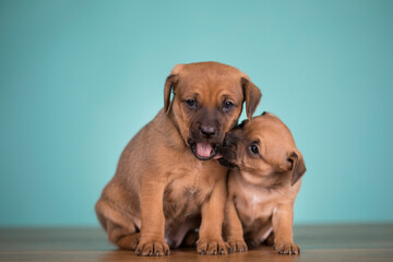 Two little dogs, puppy, animals concept