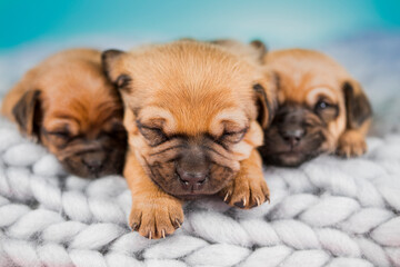 Dogs on a sleeps on a blanket