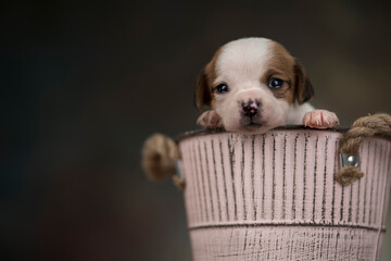 A small dog in a metal bucket