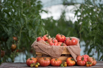 Vegetables, Tomatoes,  on desk in garden