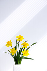 Hello summer background concept. Beautiful yellow bunch of blossoming narcissus flowers in white vase on white nature background, space for text.