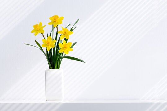 Hello spring, summer flowers background concept with sun rays. Easter yellow bunch of blossoming narcissus flowers in white vase on white nature background, space for text.