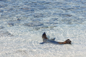 Galapagos sea lion (Zalophus wollebaeki) lying at shore of Pacific ocean - 579746372