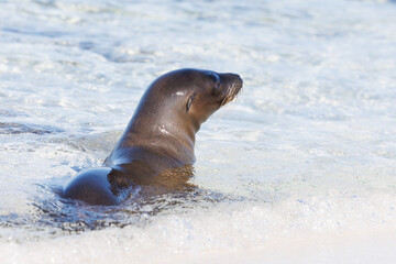 Galapagos sea lion (Zalophus wollebaeki) swimming at beach in Pacific ocean - 579746500