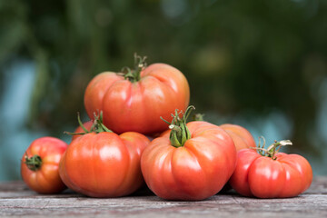 Red Tomatoes in a Greenhouse, organic food