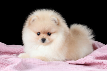 Cute little Pomeranian puppy. fluffy puppy