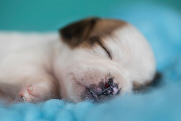 Little cute puppies are sleeping on a blanket